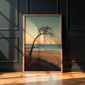 Samotne drzewo na wydmie